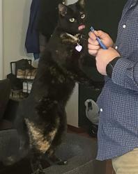 Lost Female Cat last seen Indian flat Road, Nevada City, CA 95959