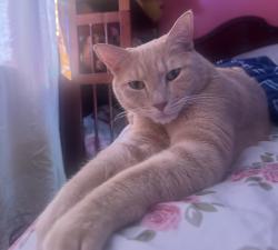 Reunited Male Cat last seen Marshall rd, Lansdowne, PA 19050