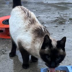 Found/Stray Unknown Cat last seen Meridith Ave & Oxford St, Indianapolis, IN 46201