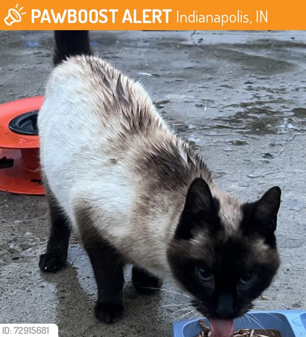Found/Stray Unknown Cat last seen Meridith Ave & Oxford St, Indianapolis, IN 46201