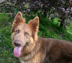 Reunited Unknown Dog last seen Colorado at fourth Street, Santa Monica, Santa Monica, CA 90401