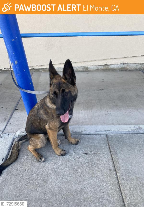 Found/Stray Female Dog last seen Dodson St and Peck Road, El Monte, CA 91733