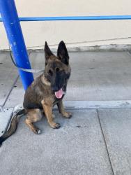 Found/Stray Female Dog last seen Dodson St and Peck Road, El Monte, CA 91733