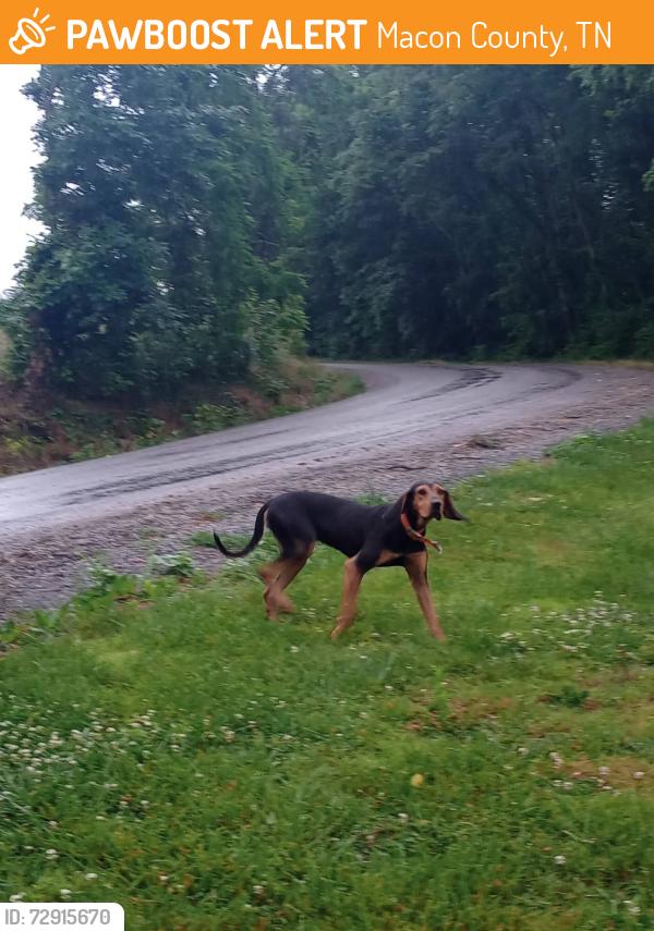 Found/Stray Unknown Dog last seen Shrum Cemetery , Macon County, TN 37186