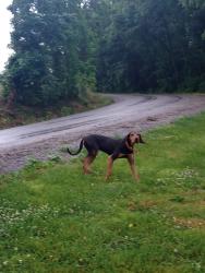 Found/Stray Unknown Dog last seen Shrum Cemetery , Macon County, TN 37186