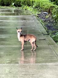 Found/Stray Male Dog last seen Courageous Dr and Bounty Ct, Indianapolis, IN 46236