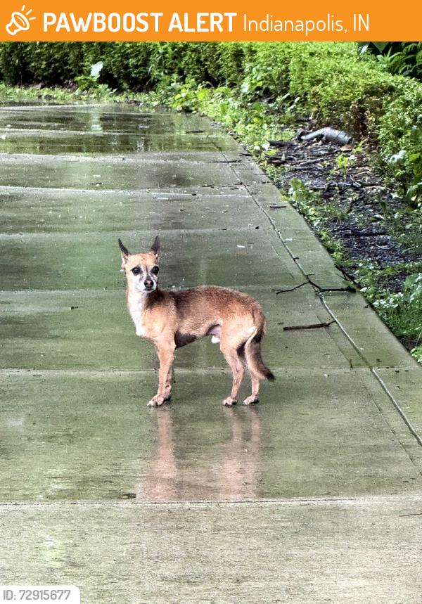Found/Stray Male Dog last seen Courageous Dr and Bounty Ct, Indianapolis, IN 46236