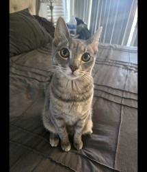 Lost Female Cat last seen Azusa and Amar, West Covina, CA 91791