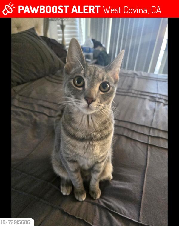 Lost Female Cat last seen Azusa and Amar, West Covina, CA 91791