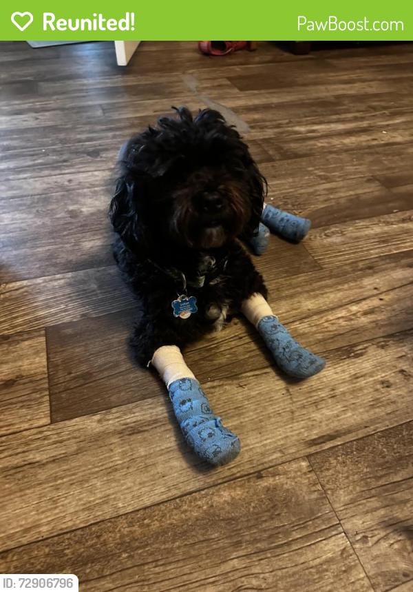 Reunited Male Dog last seen N College Rd/Murrayville Rd, Wilmington, NC 28405