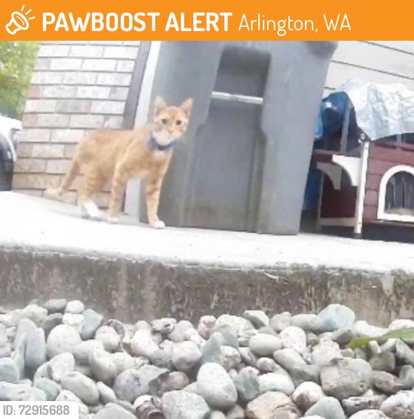 Found/Stray Unknown Cat last seen W. Country Club Dr., Arlington, WA 98223
