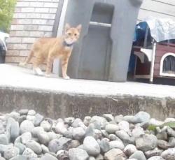 Found/Stray Unknown Cat last seen W. Country Club Dr., Arlington, WA 98223