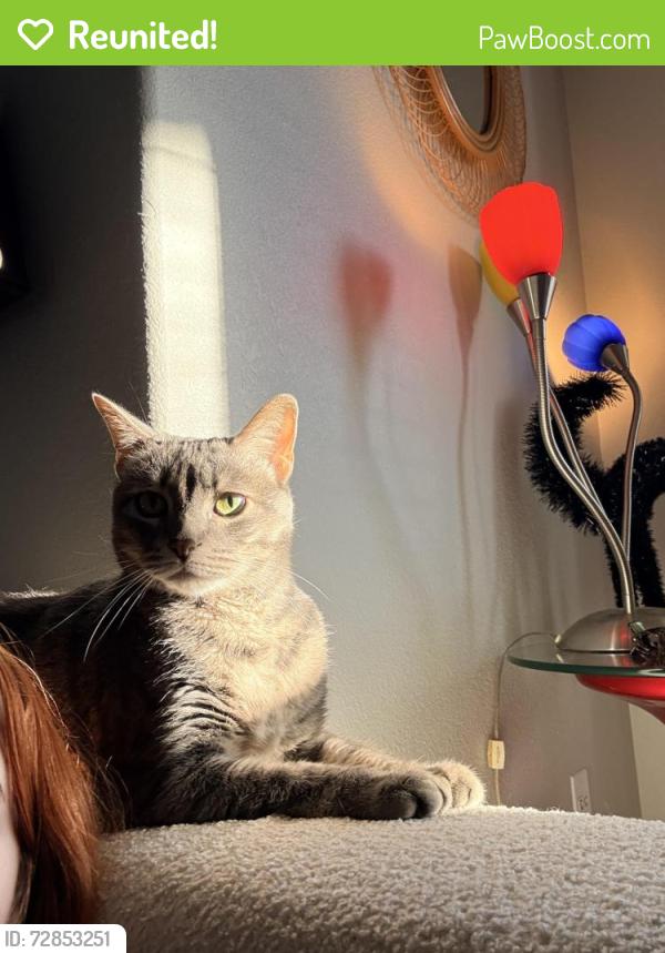 Reunited Female Cat last seen Near Twin Creek Rd 78642, Manchaca, TX 78652
