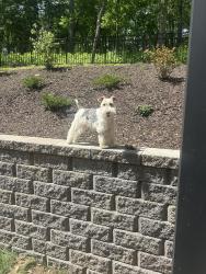 Reunited Female Dog last seen Mudlick Road SW, Roanoke, VA 24018