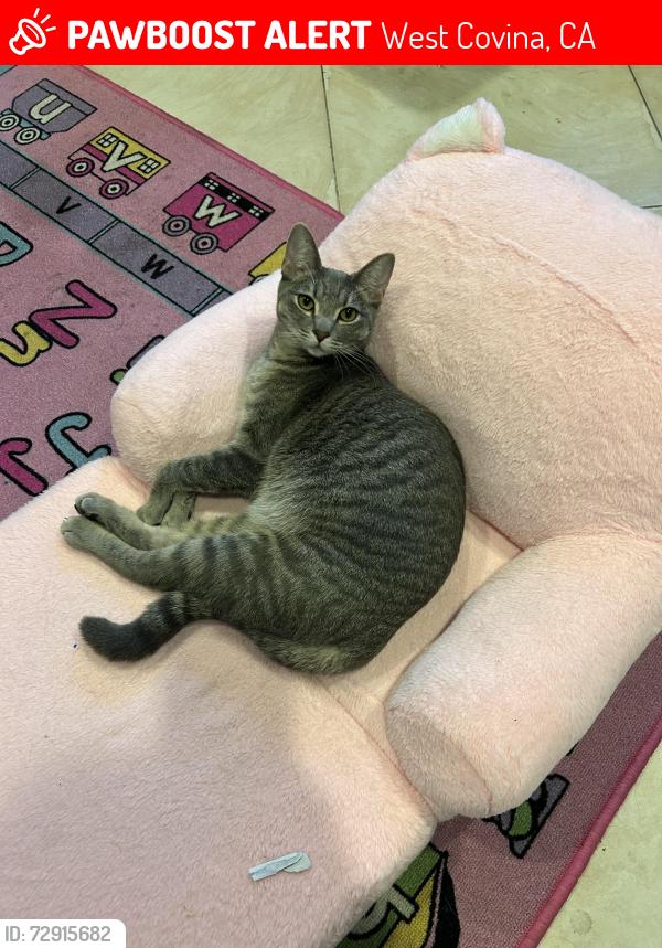 Lost Female Cat last seen Behind fairgrove fire department West Covina , West Covina, CA 91792