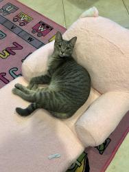 Lost Female Cat last seen Behind fairgrove fire department West Covina , West Covina, CA 91792