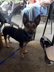 Found/Stray Male Dog last seen Redondo and Broadway Long Beach, Long Beach, CA 90803