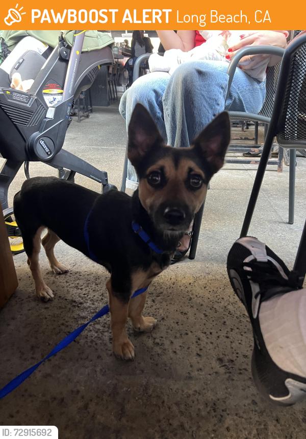 Found/Stray Male Dog last seen Redondo and Broadway Long Beach, Long Beach, CA 90803