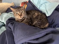 Reunited Male Cat last seen 44th Street & near 22nd ave St Pete , St. Petersburg, FL 33711