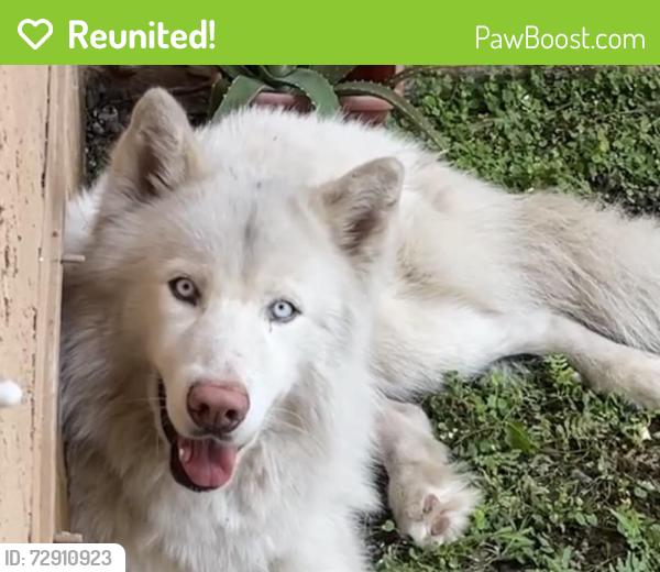 Reunited Male Dog last seen Near SW 125 PL MIAMI FL 33177, Miami, FL 33177