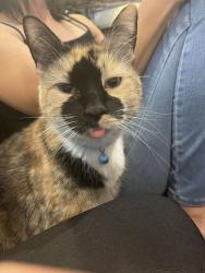 Lost Female Cat last seen 82nd St Pulaski and Springfield , Chicago, IL 60620