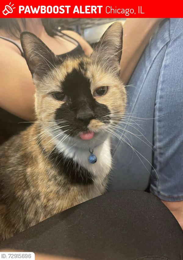 Lost Female Cat last seen 82nd St Pulaski and Springfield , Chicago, IL 60620