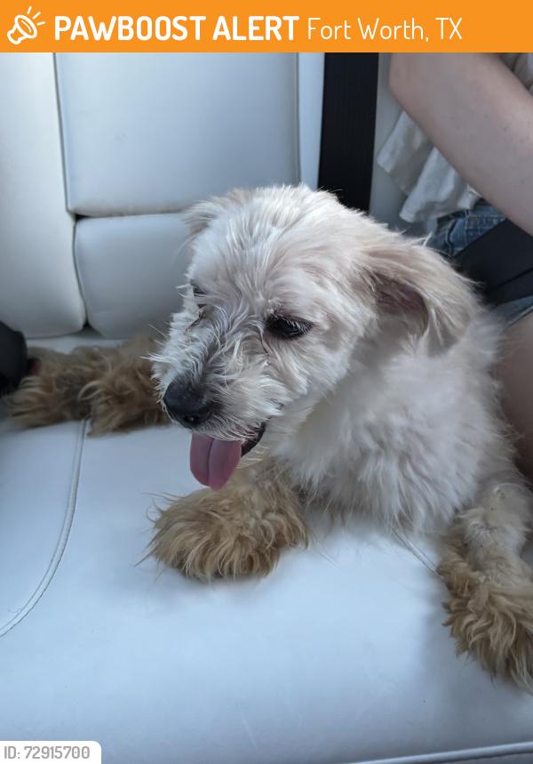 Found/Stray Male Dog last seen Southwest Theological, Fort Worth, TX 76115