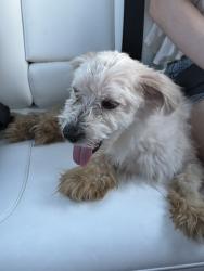 Found/Stray Male Dog last seen Southwest Theological, Fort Worth, TX 76115