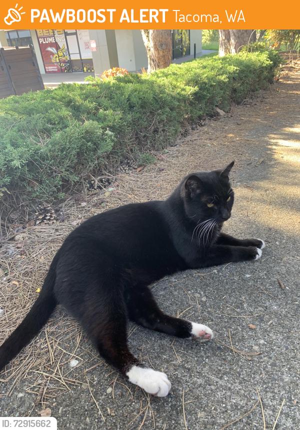 Found/Stray Unknown Cat last seen Near s Fife street, around the bushes between the parking lot and main road close to Bee’s Plumbing, Tacoma, WA 98409