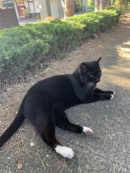 Found/Stray Unknown Cat last seen Near s Fife street, around the bushes between the parking lot and main road close to Bee’s Plumbing, Tacoma, WA 98409