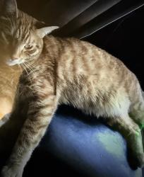 Lost Male Cat last seen Near louvain ave toronto canada ontario , Toronto, ON M4M 3M7