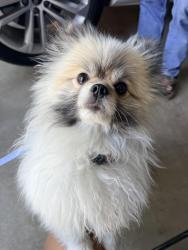 Reunited Male Dog last seen Levi ct, Temecula, CA 92592