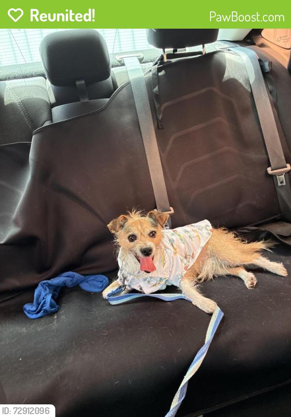 Reunited Male Dog last seen UTRGV , Edinburg, TX 78541