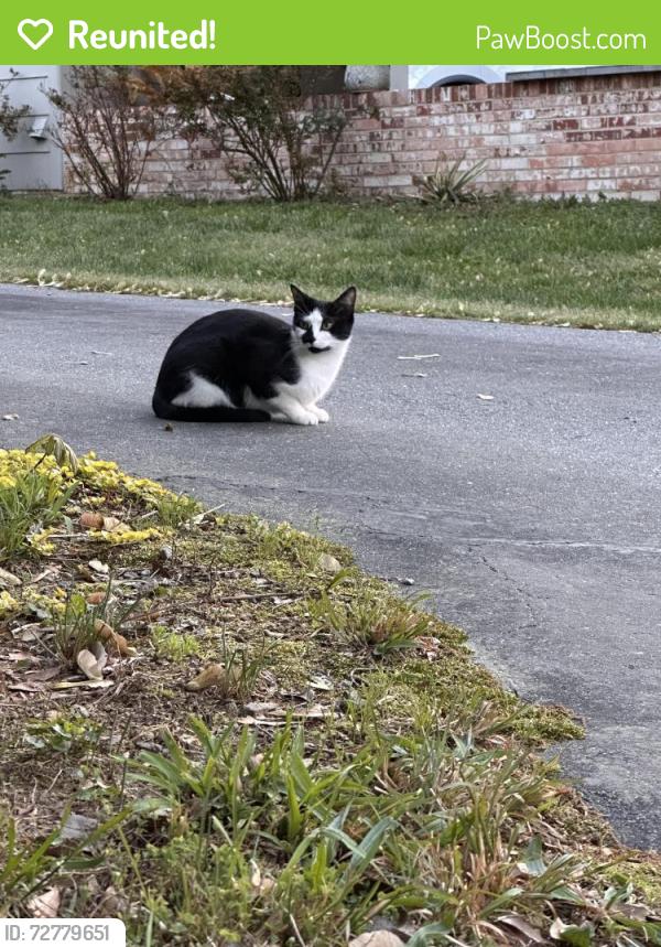 Reunited Female Cat last seen Shoremeade Road/Shoremeade Court, Richmond, VA 23234