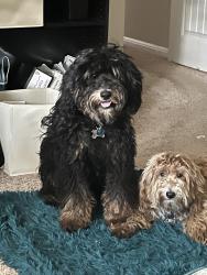 Reunited Male Dog last seen Dessau, Howard Lane, Parmer Ln, Pflugerville, TX 78660