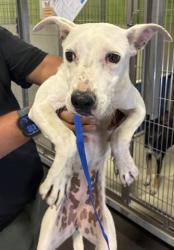 Shelter Stray Female Dog last seen Near BLOCK FILLMORE AVE, BAKERSFIELD CA 93306, Bakersfield, CA 93308