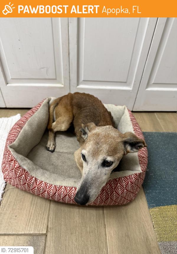 Found/Stray Female Dog last seen Lake Francis dr and Errol pkwy, Apopka, FL 32712
