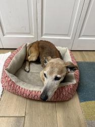 Found/Stray Female Dog last seen Lake Francis dr and Errol pkwy, Apopka, FL 32712