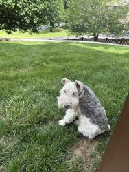 Reunited Female Dog last seen Orchard Hill Road, Mud Lick Roak , Roanoke, VA 24018