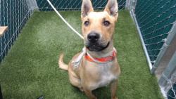 Shelter Stray Male Dog last seen , Downey, CA 90242
