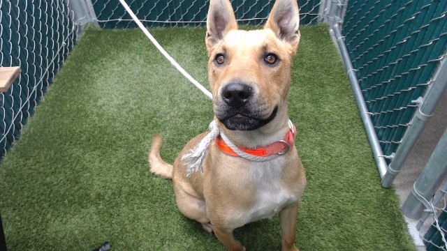 Shelter Stray Male Dog last seen , Downey, CA 90242