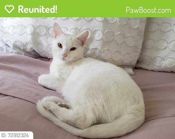 Reunited Female Cat last seen Walnut Street and A1A, Hollywood, FL 33019