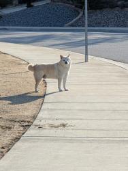 Reunited Male Dog last seen Panaroma point, Redlands, CA 92373