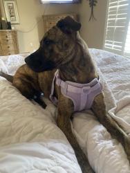 Reunited Female Dog last seen Lake Washington Rd., Melbourne, FL 32935