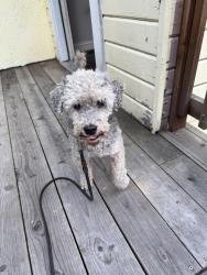 Reunited Male Dog last seen Ellis, Berkeley, CA 94608