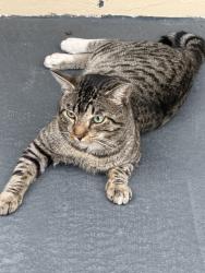 Found/Stray Unknown Cat last seen Near w 42nd st , Hialeah, FL 33012