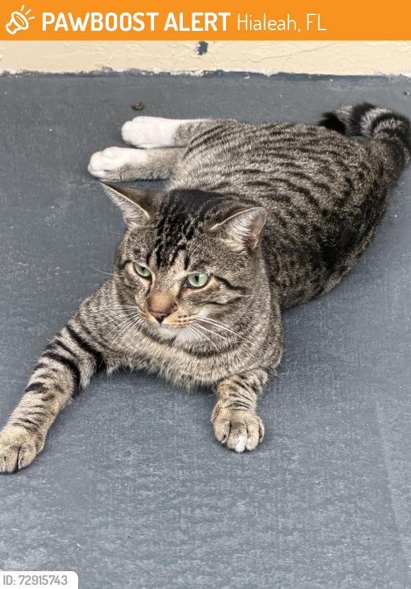Found/Stray Unknown Cat last seen Near w 42nd st , Hialeah, FL 33012