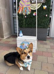 Reunited Male Dog last seen Sunset Crossing Rd, Diamond Bar, CA 91765, USA, Diamond Bar, CA 91765