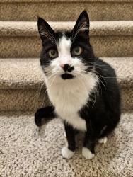 Reunited Male Cat last seen Chantal St and Kaicya , Donald, OR 97020
