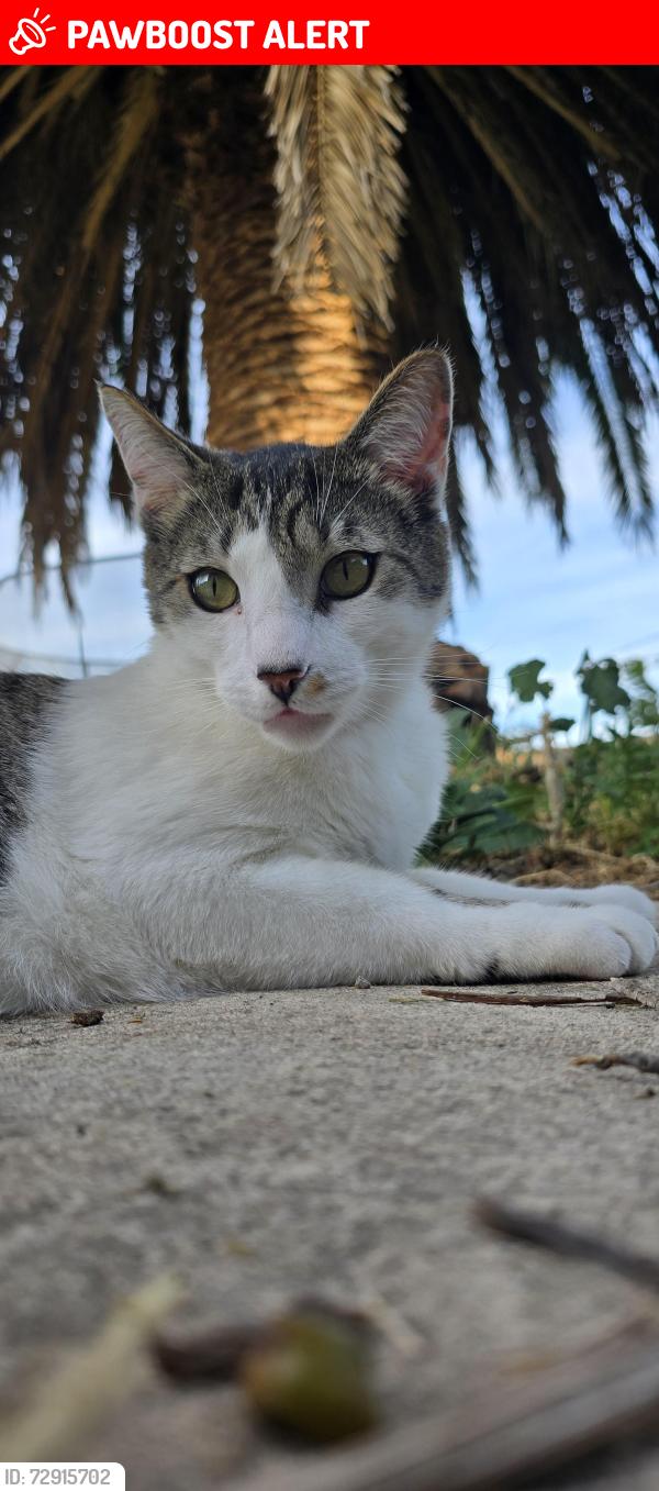 Lost Male Cat last seen Crawford Way. Elliot. , American Canyon, CA 94503